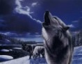 /album/kepgaleria-vilag-040/ordas-farkas-jpg/